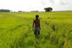 រូប​ឯកសារ៖ ​កសិករ​ម្នាក់​កំពុង​ដើរ​ពិនិត្យ​មើល​ស្រូវ​ក្នុងស្រែ​របស់​លោក​ ក្នុង​ស្រុកពាមរក៍ ខេត្ត​ព្រៃវែង កាល​ពី​ថ្ងៃ​ទី២២​ ខែកក្កដា​ ឆ្នាំ២០២០។​ (អូន ឆេងប៉រ/វីអូអេ)