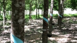 រូបឯកសារ៖ ចម្ការ​កៅស៊ូ​របស់​ក្រុមហ៊ុន​វៀតណាម ហ័ងអាញ់ យ៉ាឡាយ (Hoang Anh Gia Lai) ដែល​ធ្វើ​ឲ្យប៉ះពាល់​ដល់ពលរដ្ឋ​ជនជាតិដើម​ភាគតិច​ក្នុង​ស្រុក​អណ្តូងមាស និង​អូរជុំ។ (ស៊ុន ណារិន/វីអូអេ)