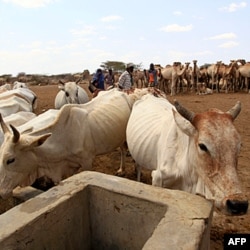 Keniya va Somalida qurg'oqchilik sabab atrof-muhit va chorvaga katta zarar yetdi