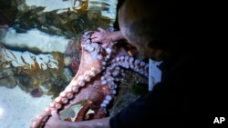 In this Jan. 3, 2019, photo, 84-year-old Wilson Menashi, of Lexington, Mass., interacts with an octopus at the New England Aquarium, in Boston. (AP Photo/Steven Senne)
