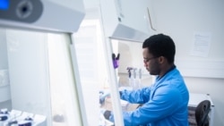 Istraživač radi na vakcini za Kovid-19 koju razvijaju kompanija AstraZeneka i Oksfordski univerzitet. (Foto: Univerzitet Oksford))