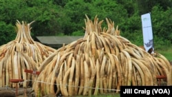 Ivory tusks are stacked to be burned in Nairobi National Park, Kenya, April 30, 2016. On Saturday, 105 tons of elephant ivory and more than 1 ton of rhino horn were destroyed in a bid to stamp out the illegal ivory trade.