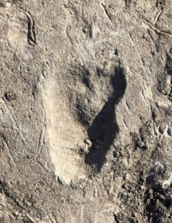 A fossilized footprint dating from 3.66 million years ago from a site called Laetoli in northern Tanzania – attributed in a new study in the journal Nature to a species in the human evolutionary lineage.