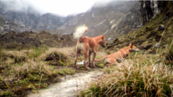 Highland wild dogs are seen in mountains of Papua province, Indonesia, near the Grasberg Gold Mine (Photo Courtesy of the New Guinea Highland Wild Dog Foundation)