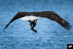 An unlucky ring-necked duck was taken from a lake by an adult bald eagle, November 3, 2021 in Olathe, Kansas. (AP Photo/Reed Hoffmann)