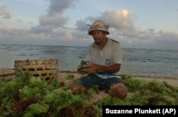 Seaweed farmer in Bali, Indonesia rinses the day's crops.