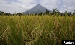 Rice stalks ready for harvesting are pictured in a field near the Mayon volcano in Daraga, Albay, in central Philippines, April 3, 2016.