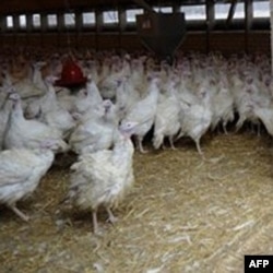 Germaniya parrandachilik xo'jaliklarida