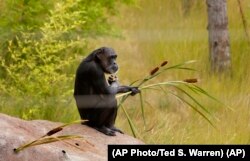 Jody, a chimp who lives at Chimpanzee Sanctuary Northwest near Cle Elum, Wash., holds some plants as she sits in an outside play area. (AP Photo/Ted S. Warren)