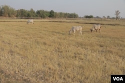 Cows are seen at a field in Banteay Meanchey province, Cambodia, February 22, 2019. (Sun Narin/VOA Khmer)
