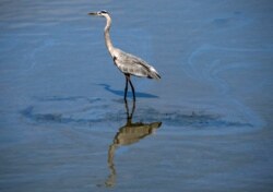 A bird walks through a small oil slick in the Talbert Channel after a major oil spill off the coast of California has come ashore in Huntington Beach, California, U.S. October 3, 2021. (REUTERS/Gene Blevins)