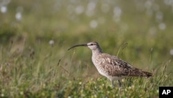 This June 30, 2016 photo provided by the U.S. Geological Survey shows a Bristle-thighed Curlew in Nome, Alaska. (Rachel M. Richardson/U.S. Geological Survey via AP)