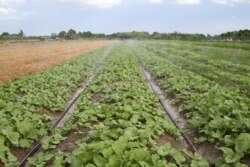 ចម្ការស្ពៃខ្មៅក្នុងស្រុកស្អាង ខេត្តកណ្តាល កាលពីថ្ងៃទី១៣ ខែមិថុនា ឆ្នាំ២០២១។ (កាន់ វិច្ឆិកា/វីអូអេ)