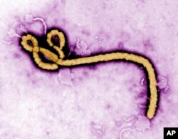 This colorized image of an Ebola virus virion comes from the U.S. Centers for Disease Control and Prevention.