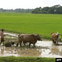 Birma sholi maydonida