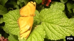 The "Butterflies + Plants: Partners in Evolution" exhibition at the Smithsonian's National Museum of Natural History. (VOA/J. Taboh)
