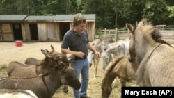 Donkey Park owner Steve Stiert, walks among his donkeys in Ulster Park, N.Y. Stiert offers free donkey-aided therapy programs and educational events as part of his mission to protect donkeys from mistreatment.