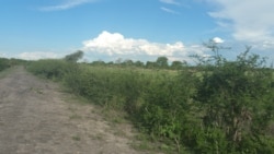 Umbundo wedamu leMabhongane owasalayo ekudubukeni kwalo ngomnyaka ka2005.