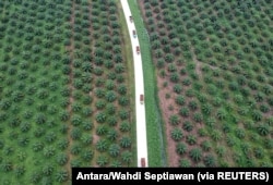 Foto udara perkebunan kelapa sawit di Batanghari, Jambi, 28 November 2018. (Foto: Antara/Wahdi Septiawan via REUTERS)
