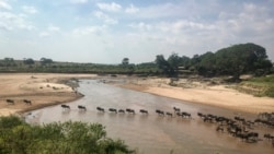 FILE - In this July 22, 2020, file photo taken by a drone in the Maasai Mara is the annual migration of wildebeest from the Serengeti National park in Tanzania to the Maasai Mara national reserve in Kenya.