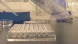 Як вберегти врожай від нищівних хвороб та чому це важливо для цілого людства. Відео