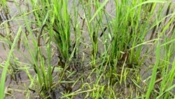 បទសម្ភាសន៍ VOA៖ វិធី​កម្ចាត់​ដង្ហូវ​ហ្វូង ​ឬដង្កូវ​ទ័ព​ដែល​បំផ្លាញ​ដំណាំ