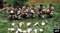 This picture taken on Oct. 13, 2017 shows panda keepers holding cubs to be displayed to the public at the Bifengxia Base of China Conservation and Research Centre of the Giant Panda in Yaan in China's southwestern Sichuan province. (AFP PHOTO)