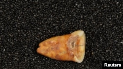 A human tooth discovered at Taforalt Cave in Morocco in an undated photograph. (Heiko Temming/Handout via REUTERS)