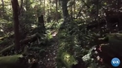 O'rmonlarni kengaytirish - global isishga qarshi kurashning tabiiy yo'li