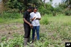 Rita Quansah, right, from Uniti Networks, shows farmer Cyril Fianyo, 64, years, how to navigate the farmers' apps on his phone in Atabu, Hohoe, in Ghana's Volta Region, Wednesday, April 18, 2024. (AP Photo/ Misper Apawu)