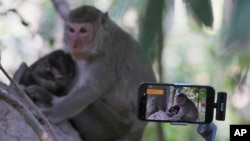 ลิงตัวโตและลิงเด็กขณะถูกบันทึกวิดีโอ ที่ปราสาทบายน ในบริเวณโบราณสถานนครวัด จังหวัดเสียมเรียบ ประเทศกัมพูชา เมื่อวันที่ 2 เมษายน 2024 (ที่มา: AP)