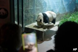 Giant panda Tian Tian roams in his enclosure at the Smithsonian's National Zoo in Washington, Thursday, Sept. 28, 2023. (AP Photo/Jose Luis Magana)