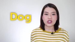 Newsy Vocab คำในข่าว Ep.49 คำว่า ‘dog’ ที่ไม่ได้แปลว่า ‘สุนัข’