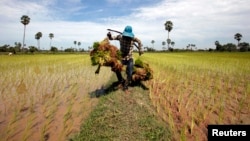 រូបឯកសារ៖ កសិករ​ម្នាក់​រែក​សន្ទូង​នៅ​ស្រែ​មួយ​ដែល​ស្ថិត​នៅ​ជាយ​រាជធានី​ភ្នំពេញ ថ្ងៃទី១១ ខែកក្កដា ឆ្នាំ២០១៣។ 