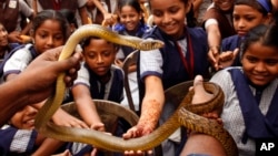FILE - School children try to touch a snake during an awareness program on Naag Panchami festival in Mumbai, India, Wednesday, Aug. 19, 2015. The Hindu festival of Naag Panchami is a day dedicated to the worship of snakes. (AP Photo/Rajanish Kakade)