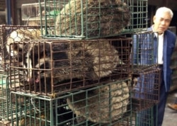 FILE - A man looks at caged civet cats in a wildlife market in Guangzhou, capital of south China's Guangdong province, Jan. 5, 2004.