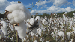 O'zbekistonda paxta kampaniyasi
