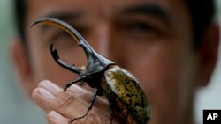 Colombia Japan Pet Beetles