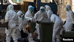 Des agents sanitaires emballent des poulets morts dans des poubelles sur un marché de gros de la volaille à Hong Kong, le 31 décembre 2014. 
