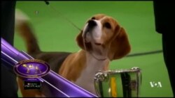 'Miss P' สุนัขพันธุ์บีเกิลเจ้าของรางวัลสูงสุดรายการประกวดสุนัข Westminster