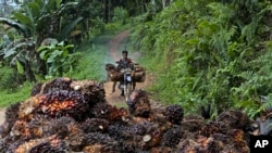 Seorang pekerja menggunakan sepeda motor untuk mengangkut tandan-tandan kelapa sawit dari sebuah perkebunan di Polewali Mandar, Sulawesi Selatan, 21 April 2024. (Foto: Yusuf Wahil/AP Photo)