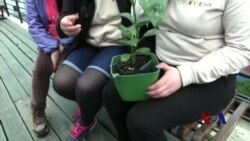 利用植物为手机充电