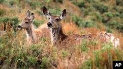 FILE - In this May 18, 2018, file photo provided by the Wyoming Migration Initiative, a doe and her yearling fawn "surf the green wave" of spring vegetation emerging along the foothills of the Wind River Range in the Hoback Migration Corridor near Pinedale, Wyo. 