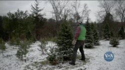Власноруч зрізати ялинку: ялинкові ферми у США. Відео