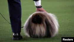 Wasabi, a Pekingese of East Berlin, Pennsylvania is presented by his owner and handler David Fitzpatrick before winning the Best in Show at the 145th Westminster Kennel Club Dog Show at Lyndhurst Mansion in Tarrytown, New York, U.S., June 13, 2021.