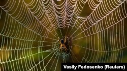 A spider waits in its web in a field near the village of Kozliki, Belarus September 20, 2018.(Reuters Photo/Vasily Fedosenko)