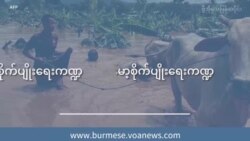 မုန်တိုင်းသင့် မြန်မာ့စိုက်ပျိုးရေးကဏ္ဍ