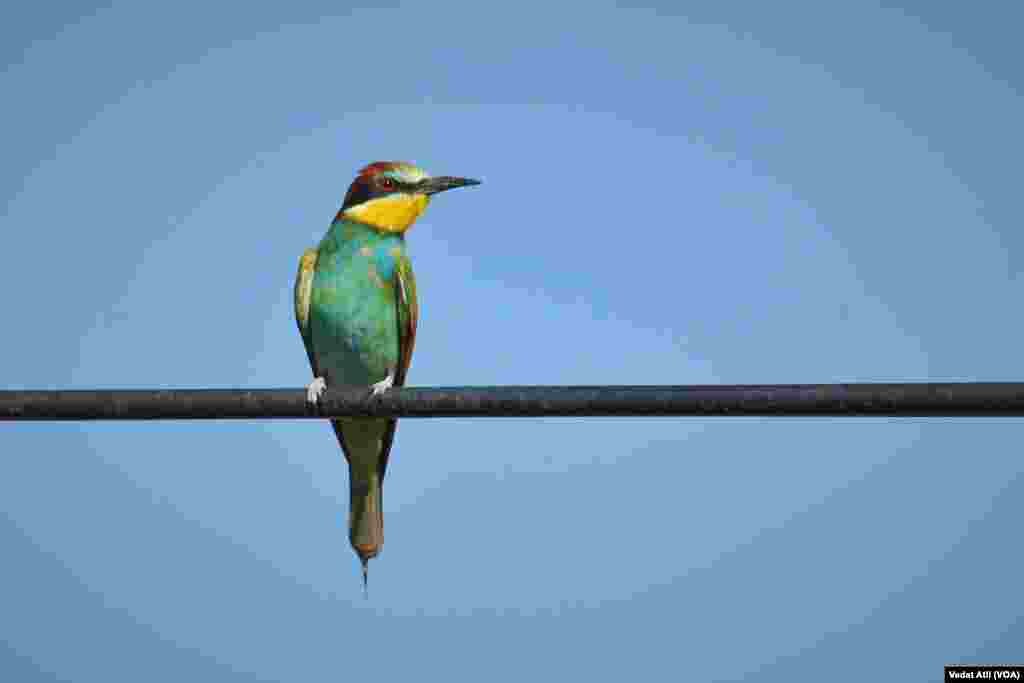 Teyr û Balindeyên Per Nexşîn li Herêma Wanê