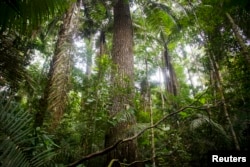 FILE - A rubber tree is seen at the Manu National Park in Peru's southern Amazon region of Madre de Dios July 17, 2014. The park has more than 200 varieties of trees. (EUTERS/Enrique Castro-Mendivil )