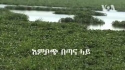 እምቦጭ በጣና ላይ